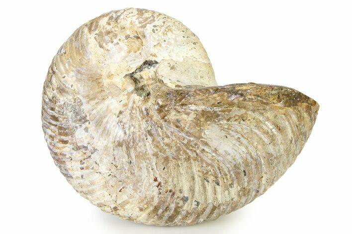 Fossil Nautilus (Cymatoceras) - Madagascar #317887